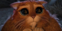 cat.jpg
