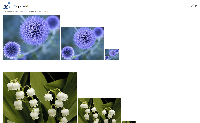 Image Test Page.png